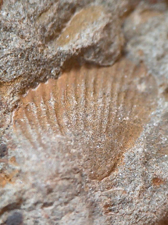 LE74 Brachiopods and Crinoids 