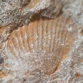 LE74 Brachiopods and Crinoids 