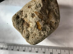 LE74 Brachiopods and Crinoids 