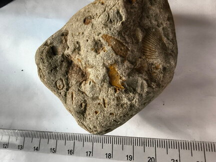 LE74 Brachiopods and Crinoids 