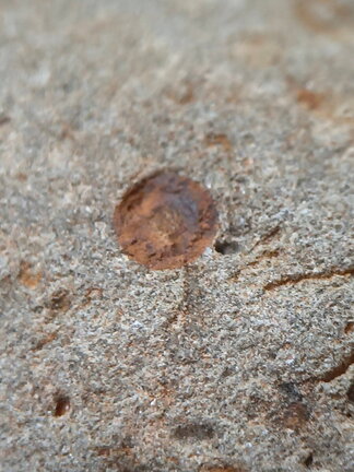 LE74 Brachiopods and Crinoids 