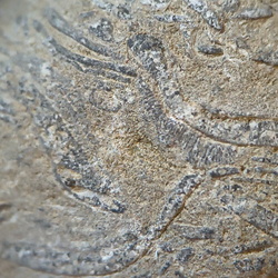 SRL71 Brachiopod Packstone 