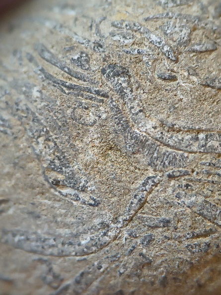 SRL71 Brachiopod Packstone 