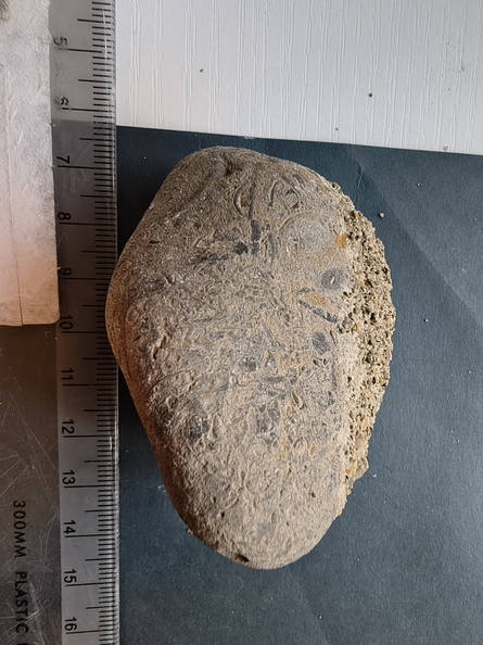 SRL71 Brachiopod Packstone 