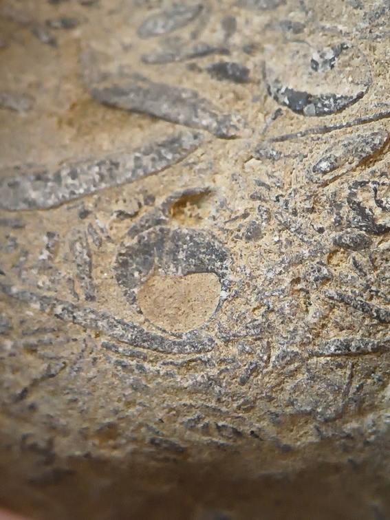 SRL71 Brachiopod Packstone 