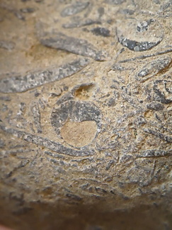 SRL71 Brachiopod Packstone 