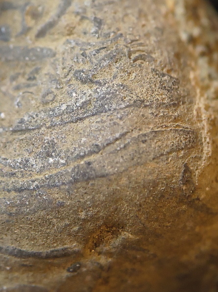 SRL71 Brachiopod Packstone 