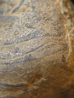 SRL71 Brachiopod Packstone 