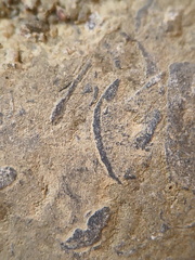 SRL71 Brachiopod Packstone 