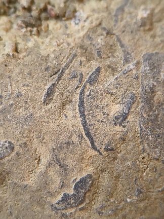 SRL71 Brachiopod Packstone 