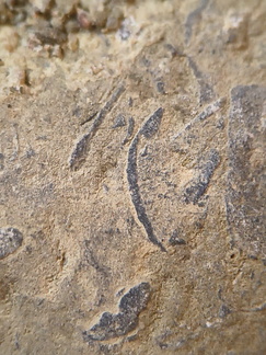 SRL71 Brachiopod Packstone 