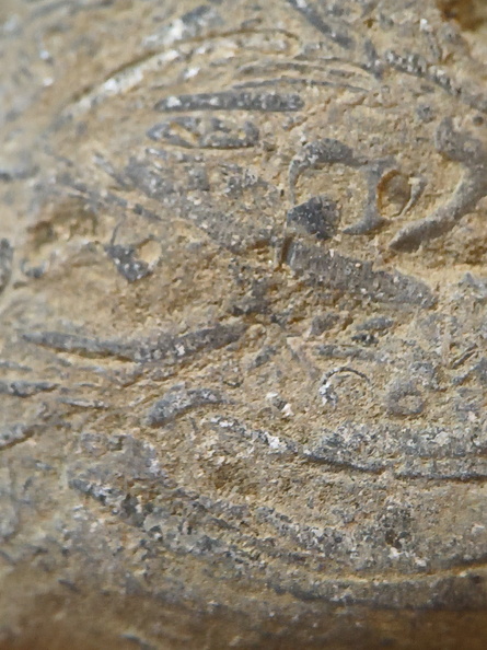 SRL71 Brachiopod Packstone 