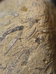 SRL71 Brachiopod Packstone 