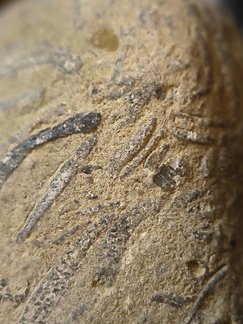 SRL71 Brachiopod Packstone 