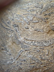 SRL71 Brachiopod Packstone 