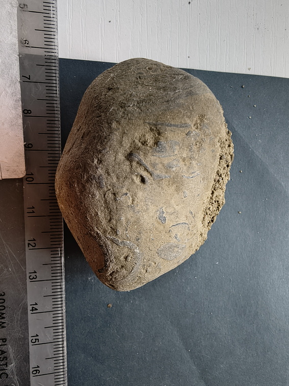 SRL71 Brachiopod Packstone 