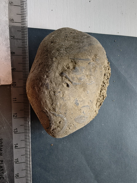 SRL71 Brachiopod Packstone 