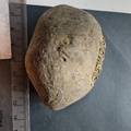 SRL71 Brachiopod Packstone 