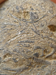 SRL71 Brachiopod Packstone 