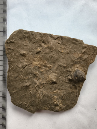 SRL152 Internal Mold of Rhynchonellid Brachiopod and Traces
