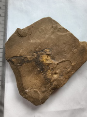 SRL152 Internal Mold of Rhynchonellid Brachiopod and Traces