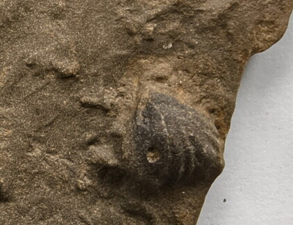 SRL152 Internal Mold of Rhynchonellid Brachiopod and Traces