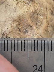 SRL217 Brachiopod Impression 