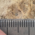SRL217 Brachiopod Impression 