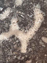 LE71 Polished Packstone:  Bryozoa, Rugose Corals, Crinoids, Brachiopods, Gastropods 