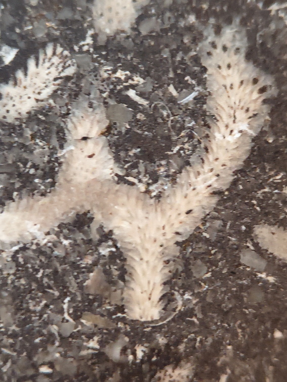 LE71 Polished Packstone:  Bryozoa, Rugose Corals, Crinoids, Brachiopods, Gastropods 