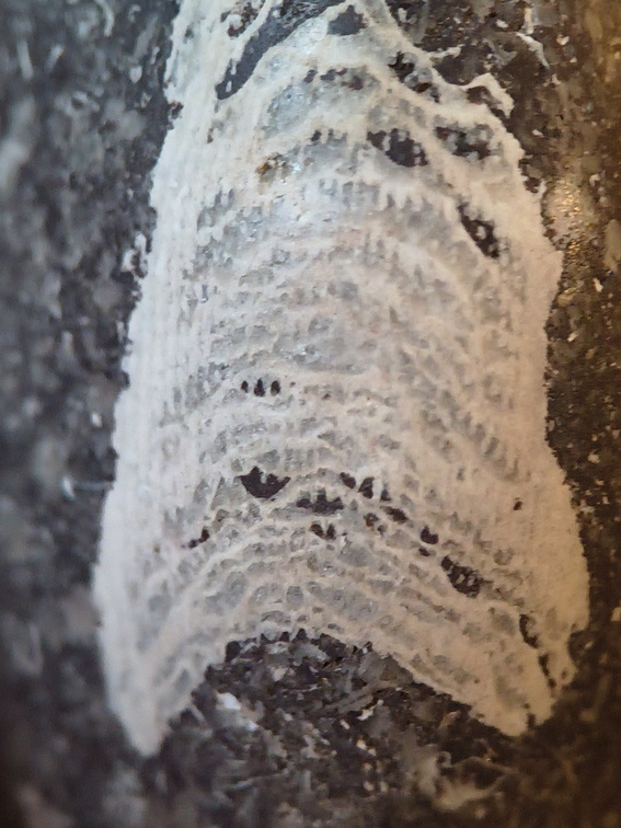 LE71 Polished Packstone:  Bryozoa, Rugose Corals, Crinoids, Brachiopods, Gastropods 