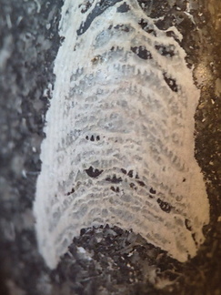 LE71 Polished Packstone:  Bryozoa, Rugose Corals, Crinoids, Brachiopods, Gastropods 