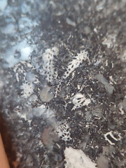 LE71 Polished Packstone:  Bryozoa, Rugose Corals, Crinoids, Brachiopods, Gastropods 