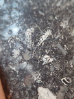 LE71 Polished Packstone:  Bryozoa, Rugose Corals, Crinoids, Brachiopods, Gastropods 