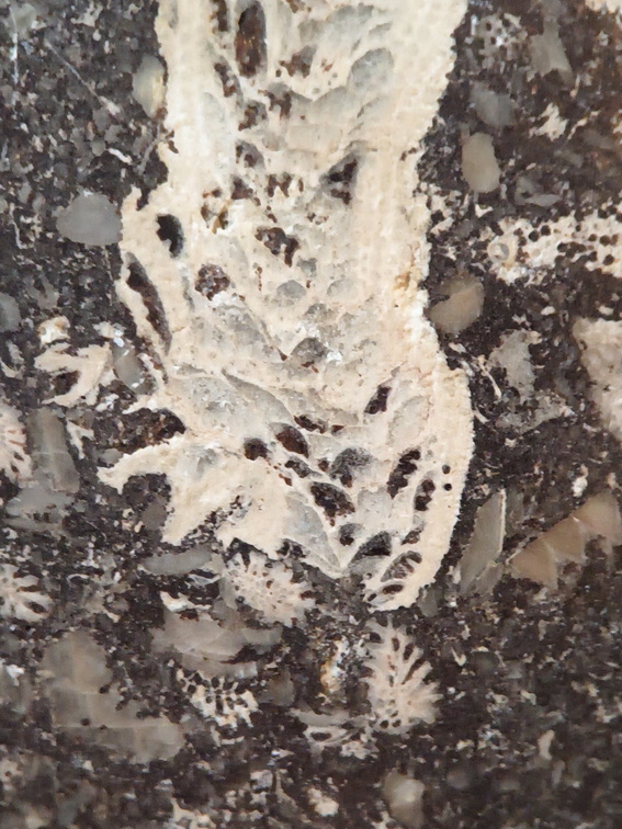 LE71 Polished Packstone:  Bryozoa, Rugose Corals, Crinoids, Brachiopods, Gastropods 