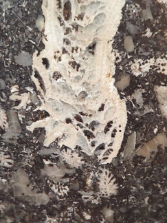 LE71 Polished Packstone:  Bryozoa, Rugose Corals, Crinoids, Brachiopods, Gastropods 