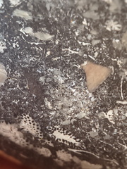 LE71 Polished Packstone:  Bryozoa, Rugose Corals, Crinoids, Brachiopods, Gastropods 