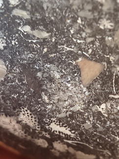 LE71 Polished Packstone:  Bryozoa, Rugose Corals, Crinoids, Brachiopods, Gastropods 