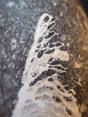 LE71 Polished Packstone:  Bryozoa, Rugose Corals, Crinoids, Brachiopods, Gastropods 