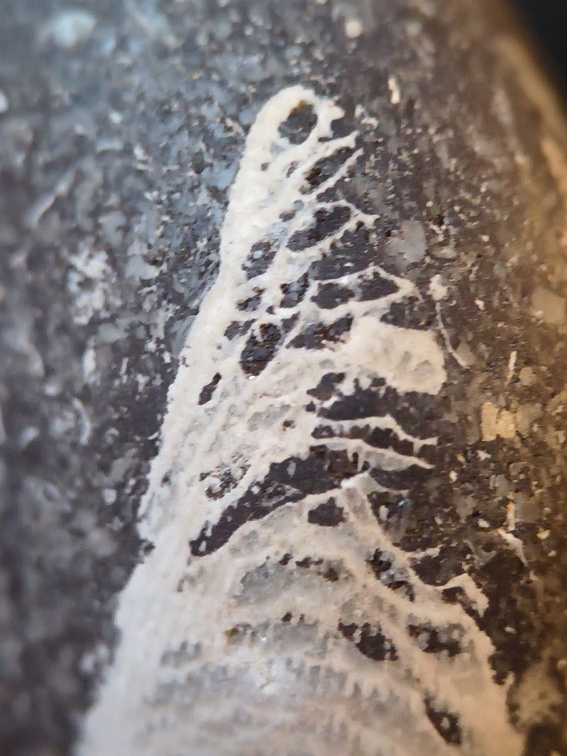 LE71 Polished Packstone:  Bryozoa, Rugose Corals, Crinoids, Brachiopods, Gastropods 