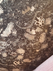 LE71 Polished Packstone:  Bryozoa, Rugose Corals, Crinoids, Brachiopods, Gastropods 