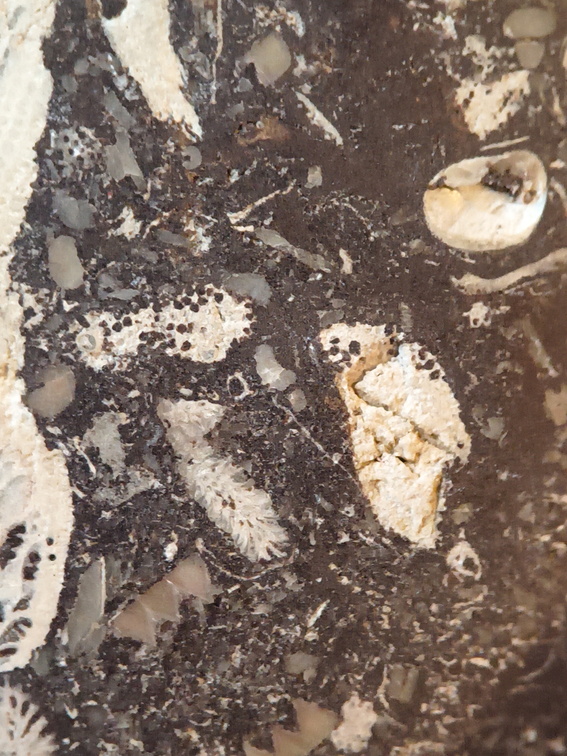 LE71 Polished Packstone:  Bryozoa, Rugose Corals, Crinoids, Brachiopods, Gastropods 