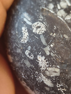 LE71 Polished Packstone:  Bryozoa, Rugose Corals, Crinoids, Brachiopods, Gastropods 