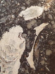 LE71 Polished Packstone:  Bryozoa, Rugose Corals, Crinoids, Brachiopods, Gastropods 