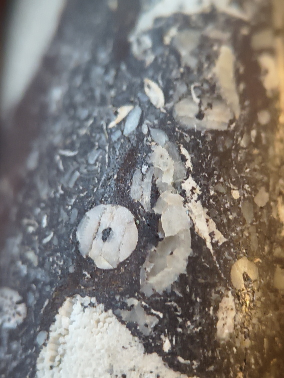 LE71 Polished Packstone:  Bryozoa, Rugose Corals, Crinoids, Brachiopods, Gastropods 