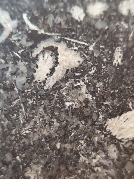 LE71 Polished Packstone:  Bryozoa, Rugose Corals, Crinoids, Brachiopods, Gastropods 