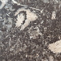 LE71 Polished Packstone:  Bryozoa, Rugose Corals, Crinoids, Brachiopods, Gastropods 