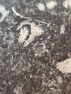 LE71 Polished Packstone:  Bryozoa, Rugose Corals, Crinoids, Brachiopods, Gastropods 