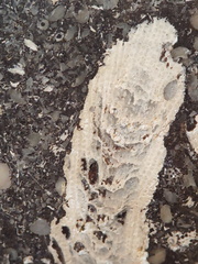 LE71 Polished Packstone:  Bryozoa, Rugose Corals, Crinoids, Brachiopods, Gastropods 