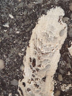 LE71 Polished Packstone:  Bryozoa, Rugose Corals, Crinoids, Brachiopods, Gastropods 